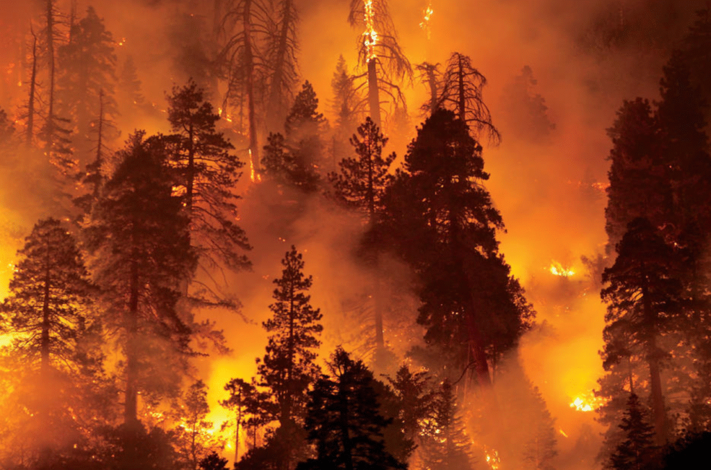 wildfires
